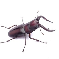 ミヤマクワガタ　ノコギリクワガタ　ヒラタクワガタ　などの画像