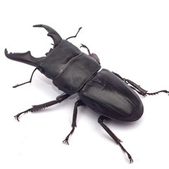 ミヤマクワガタ　ノコギリクワガタ　ヒラタクワガタ　などの画像