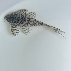 価格交渉ok　キンペコ 1️⃣の画像