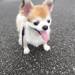 再募集です　チワワ　メス10歳