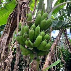 島バナナの画像