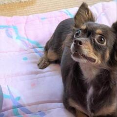 小柄で可愛い女の子♪ラブちゃんです − 茨城県