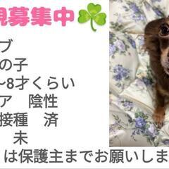 小柄で可愛い女の子♪ラブちゃんです - 犬