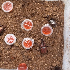 埼玉県産カブトムシの画像