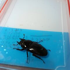値下げしました(^_^)　オオクワガタ（山梨県産）　F2　ペア　♂55ｍｍ　♀37ｍｍの画像