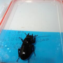 値下げしました(^_^)　オオクワガタ（山梨県産）　F2　ペア　♂55ｍｍ　♀37ｍｍの画像