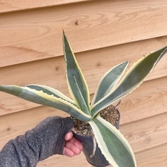 アガベ　多肉植物　アメリカーナ斑入り　