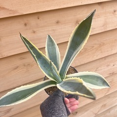 アガベ　多肉植物　アメリカーナ斑入り　の画像
