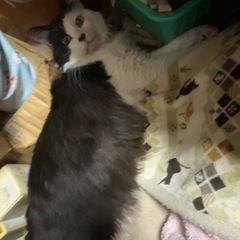 猫探して欲しい