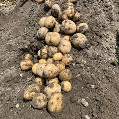無農薬新じゃがいも（キタアカリ）20キロ