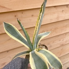 アガベ　斑入りアメリカーナ　多肉植物