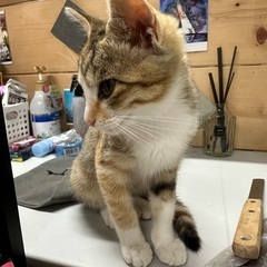 那須塩原市 青木で子猫の里親探しています🥲