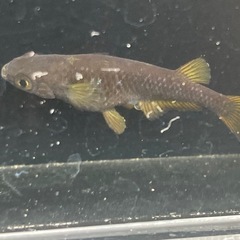 夢中メダカ様血統　オランジェ稚魚30匹の画像