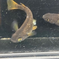 夢中メダカ様血統　オランジェ稚魚30匹の画像
