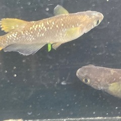 夢中メダカ様血統　オランジェ稚魚30匹の画像