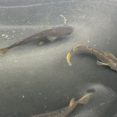 夢中メダカ様血統　オレンジェ稚魚10匹