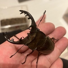 クワガタ