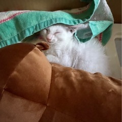猫ちゃん　里親募集