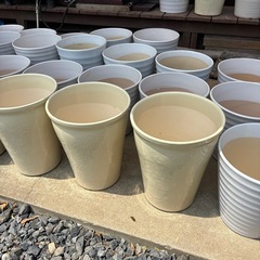 陶器　胡蝶蘭　鉢物　ガーデニングの画像