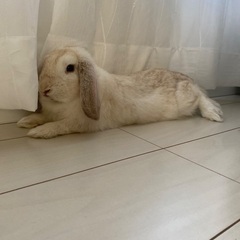 ホーランドロップイヤー ♂ ホワイト うさぎ 里親決まりました