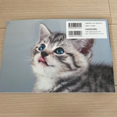 写真集　猫　しまい忘れた猫の画像