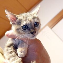【かわいい】さびキジ仔猫です - 草津市