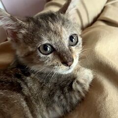【かわいい】さびキジ仔猫です - 里親募集