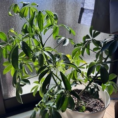 [予定者あり]観葉植物2鉢セットでお譲りします🌿