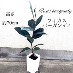 人気の観葉植物　フィカスバーガンディ　黒ゴムの木　植木鉢のままお渡し