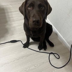 素敵な飼い主を探しています