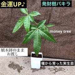 植木鉢のままお渡し　種から育った実生苗　発財樹　大きめパキラ　