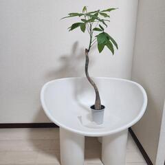 パキラ