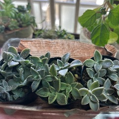 多肉植物①朧月3ポット100円