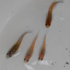 改良メダカミックス3匹の画像