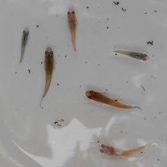 改良メダカミックス3匹の画像