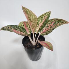 アグラオネマ　レガシー