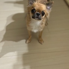 2歳チワワ女の子