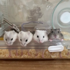 ハムスターの赤ちゃん里親さん募集‼️ ※終了しました