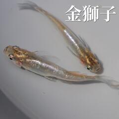 金獅子 メダカの卵 20個＋α(保証分) めだか たまご 虹色 ラメ