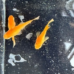 メダカの卵の画像