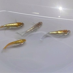 メダカの卵の画像