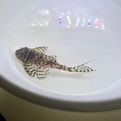 価格交渉ok👌 キンペコ4️⃣の画像