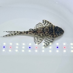 価格交渉ok👌 キンペコ4️⃣の画像