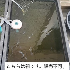 ミッドナイトフリル　針子抜け〜稚魚１０匹の画像