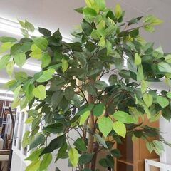 フェイクグリーン 高さ140cm 鉢 ベンジャミン インテリア 人工観葉植物 造花 札幌 西野店の画像