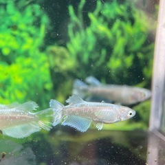 【メダカ屋　恵作めだか】　グラディオ　写真は現物　ランダムに撮影　若魚　1匹300円の画像