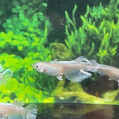 【メダカ屋　恵作めだか】　グラディオ　写真は現物　ランダムに撮影　若魚　1匹300円の画像
