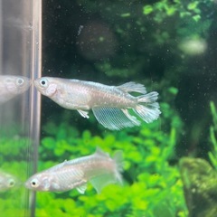 【メダカ屋　恵作めだか】　グラディオ　写真は現物　ランダムに撮影　若魚　1匹300円の画像