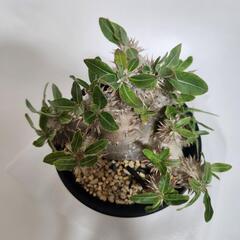 パキポディウム　エビス大黒の画像