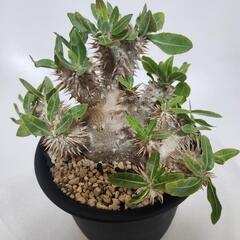 パキポディウム　エビス大黒の画像